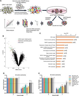 3D CRISPR screen in prostate cancer cells reveals PARP inhibitor sensitization through TBL1XR1-SMC3 interaction